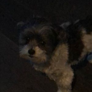 Meet your Posher, Frances